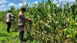 Polsek Bagan Sinembah Pantau Pertumbuhan Jagung Pipil, Dukung Program Ketahanan Pangan