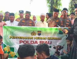 Kapolda Riau dan Kapolres Rohil Salurkan Tiga Sapi Kurban untuk Warga Panipahan dan Rantau Kopar