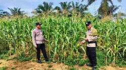 Polsek Bagan Sinembah Cek Pertumbuhan Jagung Pipil untuk Dukung Ketahanan Pangan Nasional
