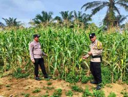 Polsek Bagan Sinembah Cek Pertumbuhan Jagung Pipil untuk Dukung Ketahanan Pangan Nasional