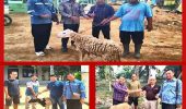 Sambut Idul Adha 1447 H, KSO_ESDM dan BRE Salurkan Hewan Kurban di Rokan Hilir