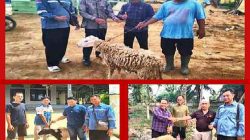 Sambut Idul Adha 1447 H, KSO_ESDM dan BRE Salurkan Hewan Kurban di Rokan Hilir