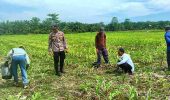 Polsek TPTM Lakukan Pemupukan dan Pengecekan Jagung Pipil, Dukung Program Ketahanan Pangan Presiden