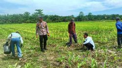 Polsek TPTM Lakukan Pemupukan dan Pengecekan Jagung Pipil, Dukung Program Ketahanan Pangan Presiden