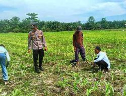 Polsek TPTM Lakukan Pemupukan dan Pengecekan Jagung Pipil, Dukung Program Ketahanan Pangan Presiden