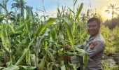 Polsek Pujud Lakukan Perawatan dan Pemupukan Jagung Program Ketahanan Pangan di Tanjung Medan
