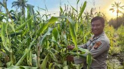 Polsek Pujud Lakukan Perawatan dan Pemupukan Jagung Program Ketahanan Pangan di Tanjung Medan