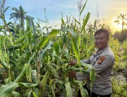 Polsek Pujud Lakukan Perawatan dan Pemupukan Jagung Program Ketahanan Pangan di Tanjung Medan