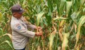 Polsek TPTM Cek Perkembangan Jagung Ketahanan Pangan, Panen Diperkirakan Awal Juni