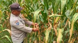 Polsek TPTM Cek Perkembangan Jagung Ketahanan Pangan, Panen Diperkirakan Awal Juni