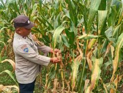 Polsek TPTM Cek Perkembangan Jagung Ketahanan Pangan, Panen Diperkirakan Awal Juni