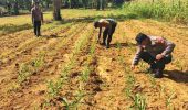 Polsek Bagan Sinembah Intensifkan Pantau Pertumbuhan Jagung Pipil di Lahan Ketahanan Pangan