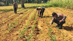 Polsek Bagan Sinembah Intensifkan Pantau Pertumbuhan Jagung Pipil di Lahan Ketahanan Pangan