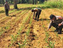 Polsek Bagan Sinembah Intensifkan Pantau Pertumbuhan Jagung Pipil di Lahan Ketahanan Pangan