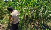 Polsek Panipahan Pantau Pertumbuhan Jagung Warga untuk Dukung Ketahanan Pangan Nasional