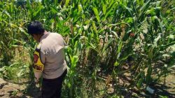 Polsek Panipahan Pantau Pertumbuhan Jagung Warga untuk Dukung Ketahanan Pangan Nasional