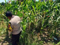 Polsek Panipahan Pantau Pertumbuhan Jagung Warga untuk Dukung Ketahanan Pangan Nasional