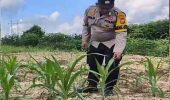 Bhabinkamtibmas Polsek Rantau Kopar Tinjau Pertumbuhan Jagung Pipil Warga, Dukung Program Ketahanan Pangan