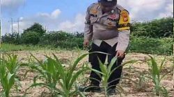 Bhabinkamtibmas Polsek Rantau Kopar Tinjau Pertumbuhan Jagung Pipil Warga, Dukung Program Ketahanan Pangan
