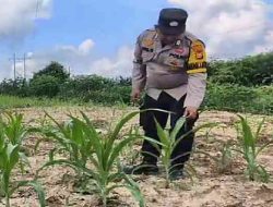 Bhabinkamtibmas Polsek Rantau Kopar Tinjau Pertumbuhan Jagung Pipil Warga, Dukung Program Ketahanan Pangan