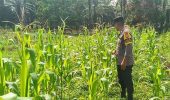 Polsek TPTM Pantau Perkembangan Jagung Pipil Program Ketahanan Pangan di Melayu Besar Kota