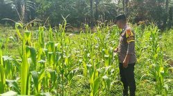 Polsek TPTM Pantau Perkembangan Jagung Pipil Program Ketahanan Pangan di Melayu Besar Kota