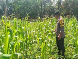 Polsek TPTM Pantau Perkembangan Jagung Pipil Program Ketahanan Pangan di Melayu Besar Kota