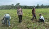 Kapolsek TPTM dan personel melakukan pemupukan perdana tanaman jagung Ketapang