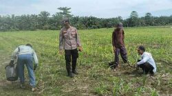 Kapolsek TPTM dan personel melakukan pemupukan perdana tanaman jagung Ketapang