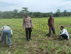 Kapolsek TPTM dan personel melakukan pemupukan perdana tanaman jagung Ketapang
