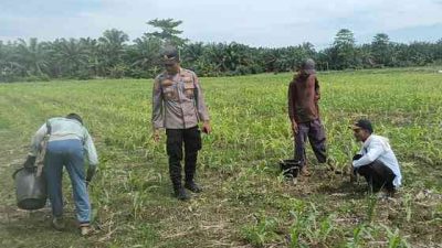 Kapolsek TPTM dan personel melakukan pemupukan perdana tanaman jagung Ketapang