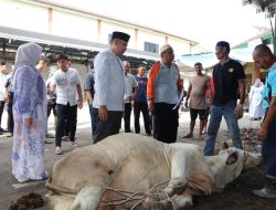 Humanis dan Peduli, Polres Muara Enim Sembelih 14 Sapi dan 12 Kambing di Hari Iduladha