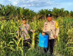 Kapolsek Pujud Tinjau Perawatan Tanaman Jagung Program Ketahanan Pangan di Tanjung Medan