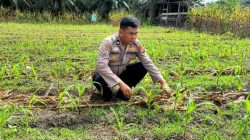 Daun Jagung Telah Tumbuh Sekitar Lima Helai, Pemantauan Dilakukan Hingga Masa Panen