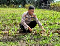 Daun Jagung Telah Tumbuh Sekitar Lima Helai, Pemantauan Dilakukan Hingga Masa Panen
