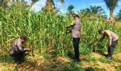 Polsek Bagan Sinembah Pantau Pertumbuhan Jagung Pipil, Perkuat Program Ketahanan Pangan Nasional