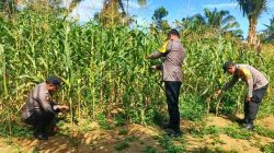 Polsek Bagan Sinembah Pantau Pertumbuhan Jagung Pipil, Perkuat Program Ketahanan Pangan Nasional