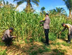 Polsek Bagan Sinembah Pantau Pertumbuhan Jagung Pipil, Perkuat Program Ketahanan Pangan Nasional