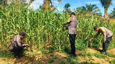 Polsek Bagan Sinembah Pantau Pertumbuhan Jagung Pipil, Perkuat Program Ketahanan Pangan Nasional