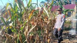 Kapolsek Tanah Putih Tanjung Melawan Cek Kematangan Jagung Jelang Panen
