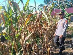 Kapolsek Tanah Putih Tanjung Melawan Cek Kematangan Jagung Jelang Panen