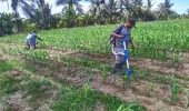 Polsek Tanah Putih Lakukan Perawatan Tanaman Jagung Program Ketapang