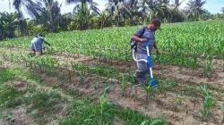 Polsek Tanah Putih Lakukan Perawatan Tanaman Jagung Program Ketapang