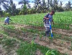Polsek Tanah Putih Lakukan Perawatan Tanaman Jagung Program Ketapang