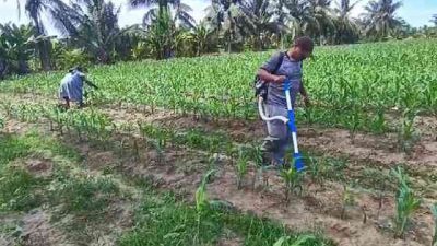 Polsek Tanah Putih Lakukan Perawatan Tanaman Jagung Program Ketapang