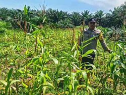 Polsek Pujud Cek Perkembangan Tanaman Jagung Program Ketahanan Pangan di PT Cahaya Amal Gemilang