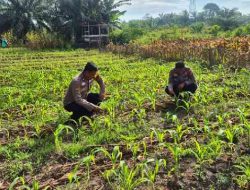 Polsek TPTM Cek Perkembangan Jagung, Dukung Program Swasembada Pangan