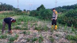Bhabinkamtibmas Polsek Rantau Kopar Pantau Pertumbuhan Jagung Pipil Warga