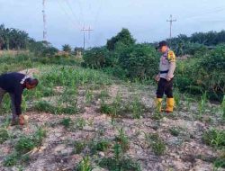 Bhabinkamtibmas Polsek Rantau Kopar Pantau Pertumbuhan Jagung Pipil Warga