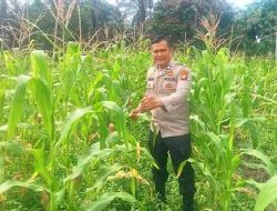 Polsek Tanah Putih Tanjung Melawan Pantau Perkembangan Jagung Program Ketahanan Pangan di Melayu Besar Kota